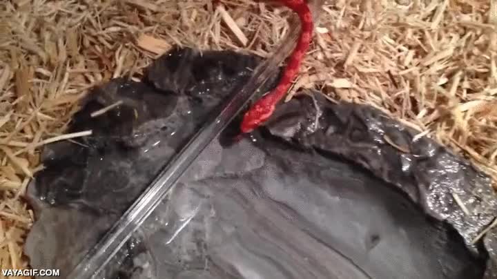 serpiente,roja,cria,beber,agua