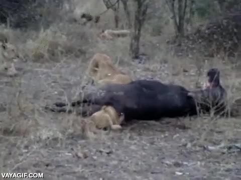 atascado,atrapado,leon,cachorro,leoncito,simba sal del agujero negro!