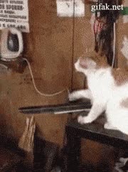 gato,dar la pata,encantado,muy educado