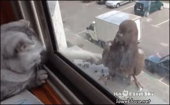 paloma,trollear,gato,sacar la pata,rabia