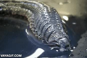 especie de gusano,sanguijuela,insecto extra&ntilde;o,oruga