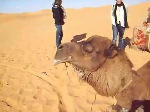 camello,lengua,dulha,inflada,cosa m&aacute;s rara,animal,desierto