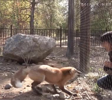 contento,saltos de alegria,jaula,feliz,saltar,chica,humana