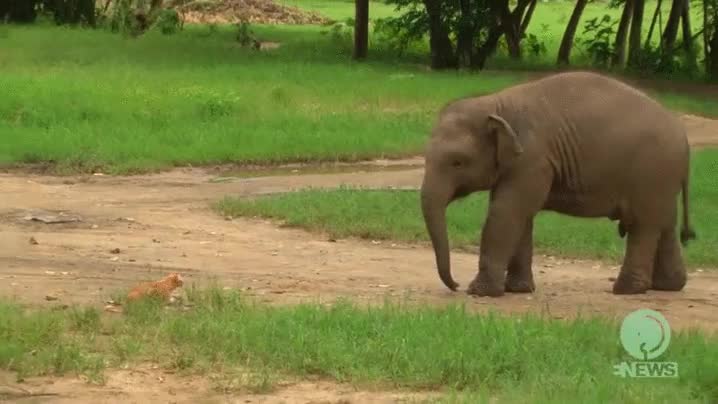 gato,se lo ha proyectado,elefante,todo para ti,levanta la pata,cria,elefantito