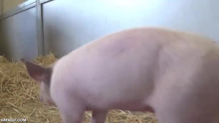 cerdo,cerdito,lechon,seca,jugar