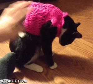 gato,dejar de funcionar,tumbar,jersei,ropa,BASTA!,resistencia pacifica