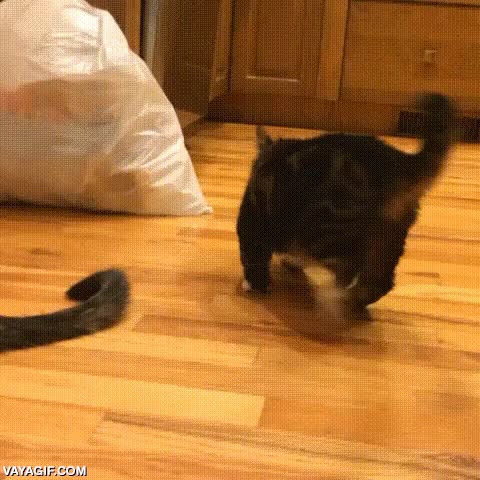 gato,atacar,gatito,jugar,error 404,pantallazo azul mental,fail