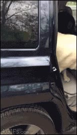 pasear,paseador,perros,coche,correa,no muchas ganas de salir