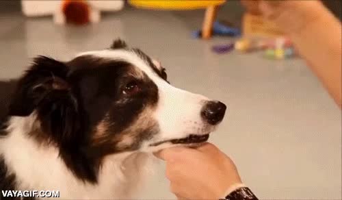 humana,mujer,pato,equilibrio,obediencia,mirada de odio,te aguanto porque me das de comer