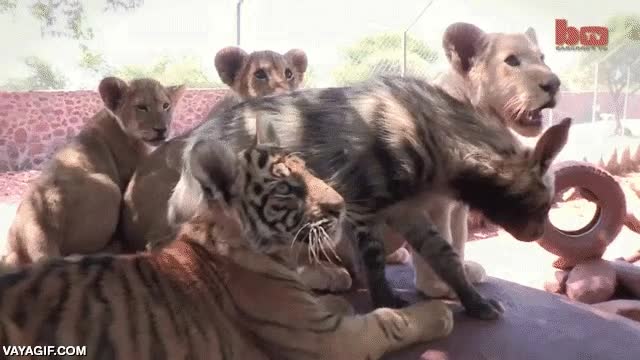 leon,cachorros,tigre,hiena o licaon,africa a tope,no hay discriminaci&oacute;n de especie