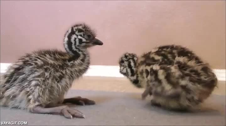 adorables y torpes,emu,avestruz,curioso,animal,caminar,a dos patas