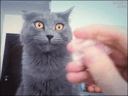 gato,sacar la lengua,sonido,arrugar,algo raro le pasa,plastico