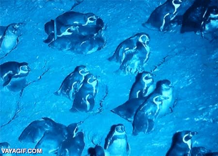 ping&uuml;ino,eso pa vosotros,disfrutad,poco respeto,ya podr&iacute;a apuntar hacia otro lado,bonito gesto