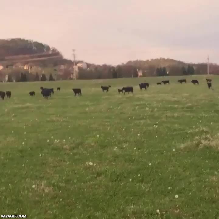 pastores,perros,vacas,ganado,disfraz,pastor