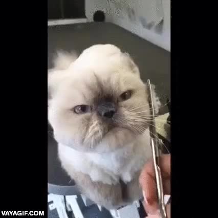 cortar el pelo,se deja hacer,gato,mirada de superioridad,vaya humos el minimo