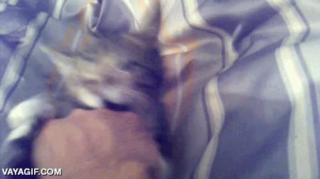 no est&aacute; mordiendo fuerte,los m&iacute;os juegan igual,si mordiera fuerte la mano ya estar&iacute;a sangrando,gato,jugar