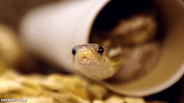 dislocar la mand&iacute;bula,serpiente,bostezar,abrir la boca,enorme