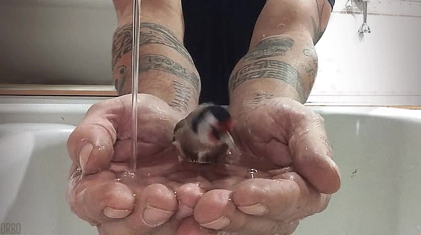 jilguero,ba&ntilde;o,ba&ntilde;arse,alegr&iacute;a,mascota,pajaro,manos