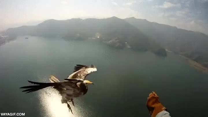 parapente,pasar a saludar,cetrer&iacute;a aerea,dar de comer,guante especial,flying free