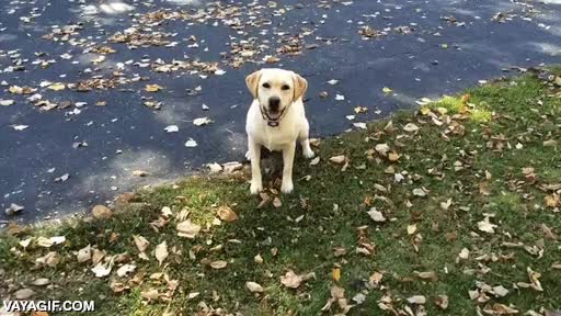 perro,lanzar,ir abuscar,monta&ntilde;a,hojas secas,no se lo piensa,pelota