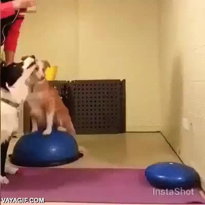 hacer yoga,vertical,entrenamiento,equilibrio,perros