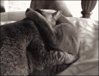 nada de lo que quejarse,pedir,intimidad,privacidad,mirada,enfadado,interrumpir,gatos