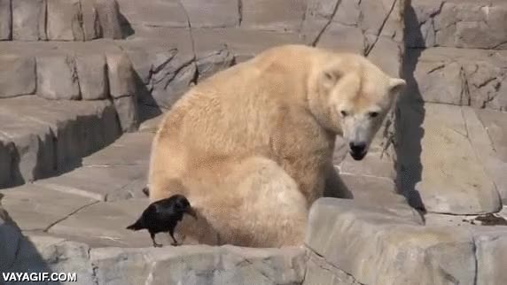 cuervo,p&aacute;jaro,espantar,oso polar,osezno,jugar,defender,madre