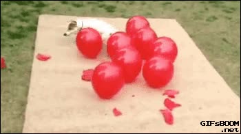 por qu&eacute; tanto odio?,globos,rojos,perro,explotar,mucha rabia