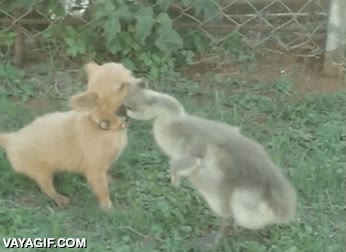 pato,perro,pelear,adorable,lucha,parece que gana el pato