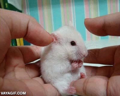 hamster,tocar,oreja,se sorprende mucho,friendzone por un hamster,hamsterzone,raton