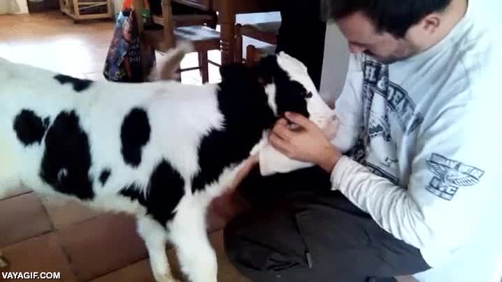 vaca,ternera,hazle caso también al perro,acariciar,muy tierno
