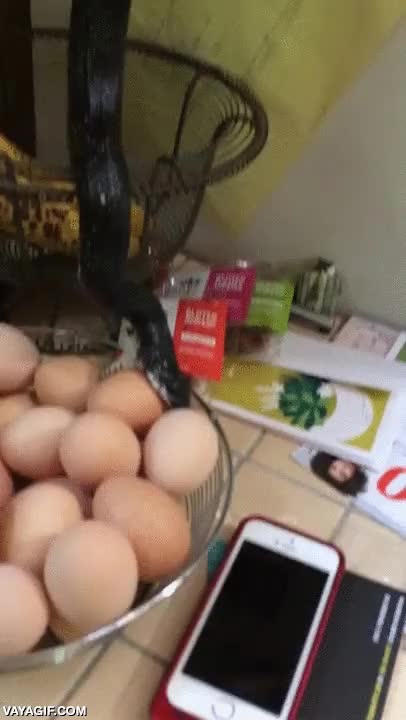 serpiente,desayunar,huevos,comer,ah&iacute; colgando,estanter&iacute;a