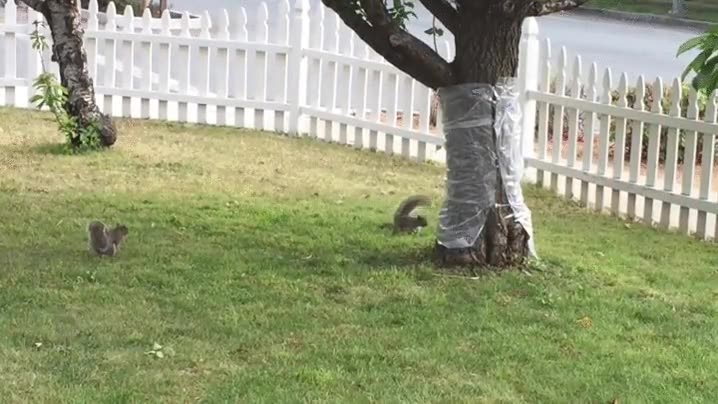 Estas ardillas se quedan muy locas al encontrarse un árbol con el tronco plastificado ardillas,resbalar,podrían subir igual de un salto,les debe resultar extraño,trepar