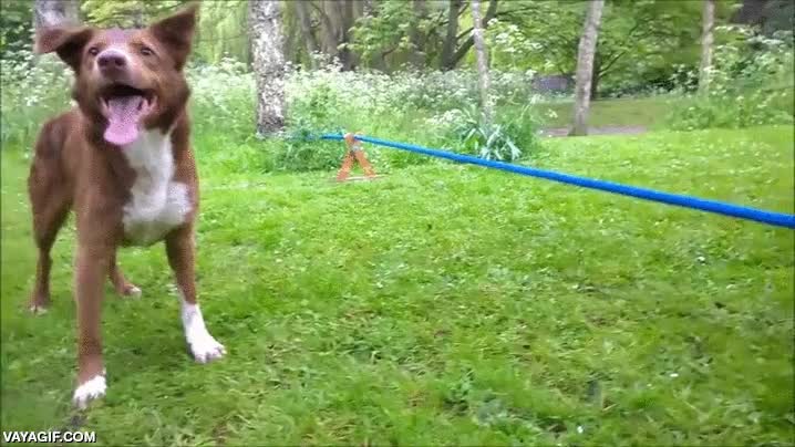 perro,a dos patas,equilibrio,cuerda floja,eso no lo hago ni yo