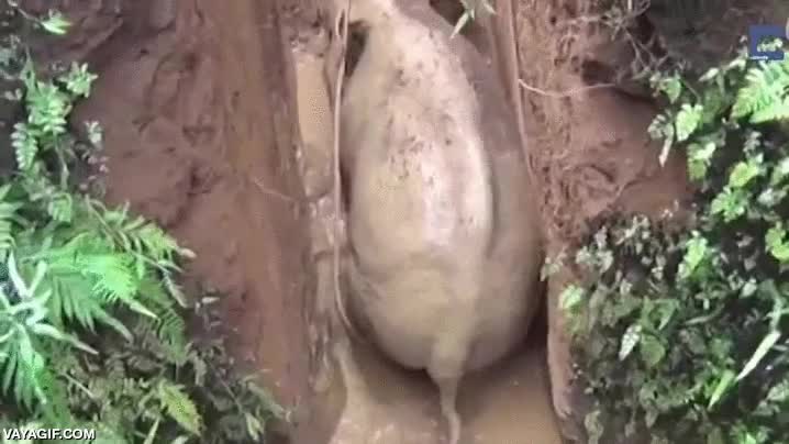 zanja,caer,elefante,ayudar,rescatar,salvar