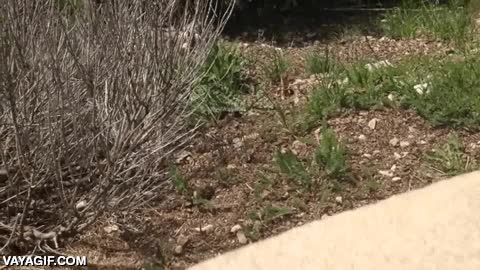 mustelas,huron,arrastrar,empujar,acompa&ntilde;ar,igual pedia ayuda