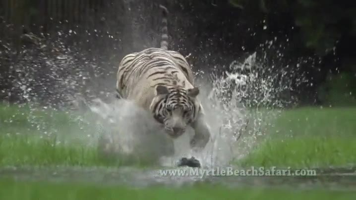 te da un infarto,tigre blanco,albino,tigre,correr,agua,velocidad,imponente