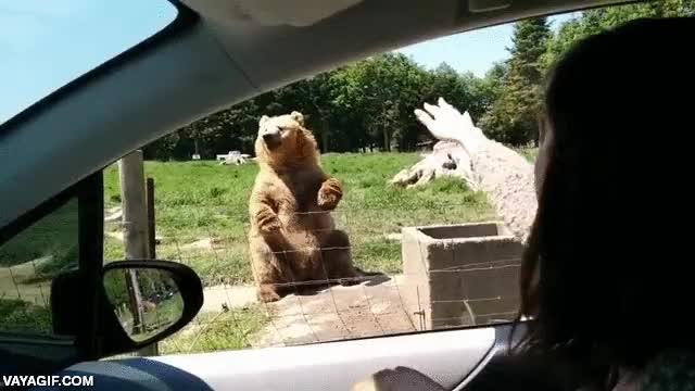 la practica hace al maestro,oso,pan,atrapar,al vuelo,como si tal cosa