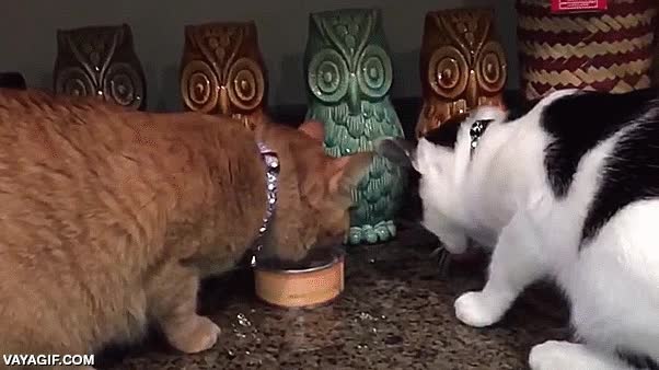 lata,comida,atun,compartir,quitar,gato,egositas