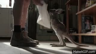 plastico,bolsa,canguro,cangurito,cria,meterse