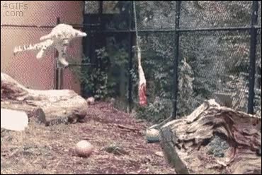 cazador,leopardo,gato salvaje,cuerda,colgando