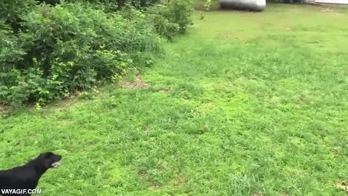 perro,ciervo,cervatillo,perseguir,jugar,al rev&eacute;s tendr&iacute;a m&aacute;s sentido