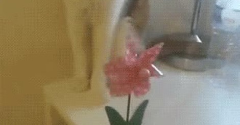 ¡Vaya GIF! / ¡Mira gato, esto gira así! ¡Paso de tus rollos, humano!