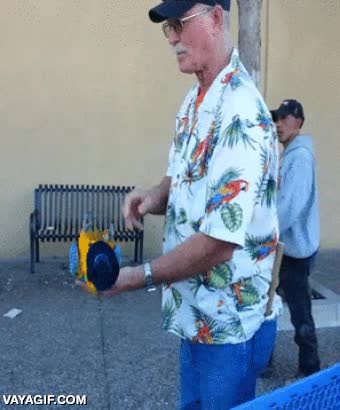 confiar,humano,lanzar,al aire,no se inmuta,no moverse,le debe gustar,loro