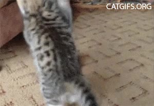 gato,tortuga,gatito,combate desigual en todos los sentidos