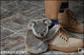 si lo ha de saber por las u&ntilde;as,agarrado,pedazo de garras,koala,adorable,cachorro