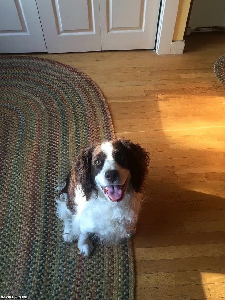 esa es la cara de no entender,perro,girar la cabeza,torcer el gesto,preguntar,pregunta