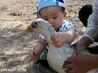 asiatico,pato,morder,vivo,que bruto,ni&ntilde;o,bebe