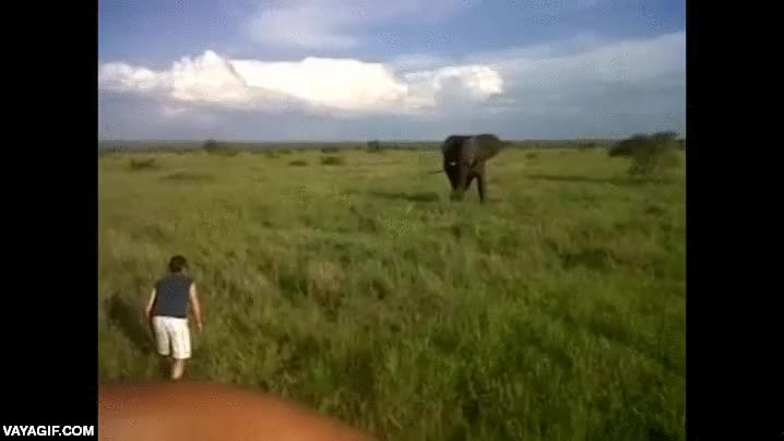 temerario,valiente,elefante,asustar,enfrentar