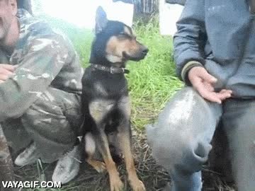 Hasta los perros acaban cansados después de demasiadas horas de curro perro,dormirse de pie,sueño,soldado,ejercito,cansado,cansancio